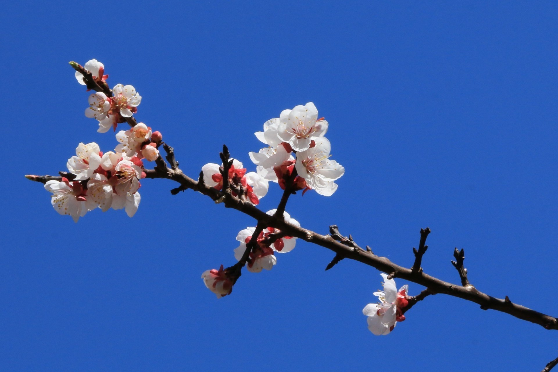 アンズの花が満開 庭仕事ときどき読書 はるかの庭