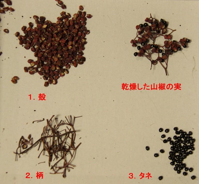 粉山椒ができた 赤い山椒の実 つづき 庭仕事ときどき読書 はるかの庭