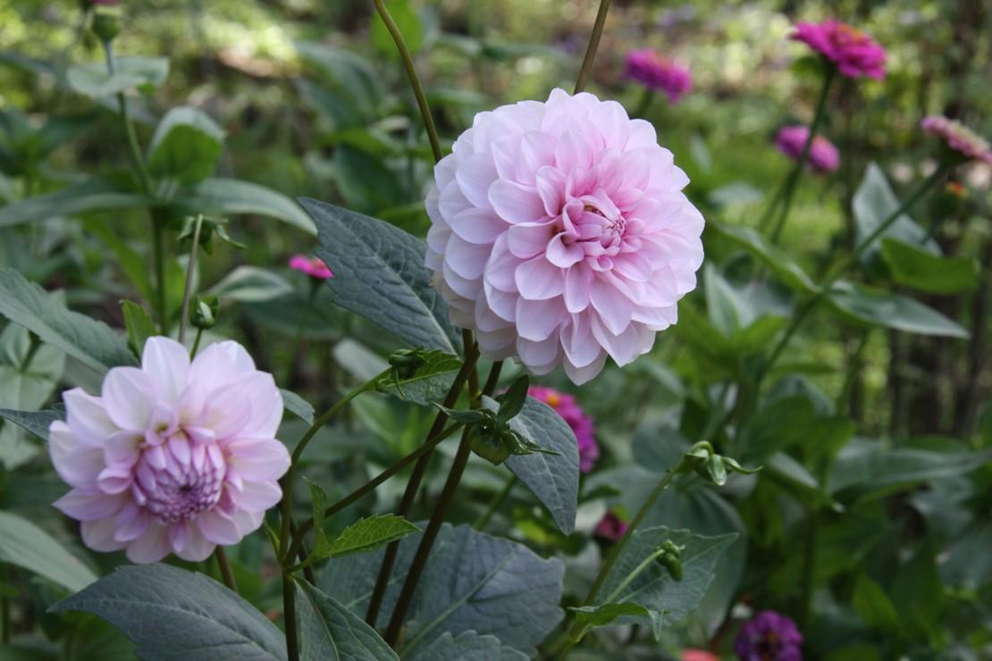 高評価 ダリアの球根 ユニークなギフト 魅惑的な花 香りのよい庭の装飾の花 3 塊茎 B Www Larrypolatsch Com