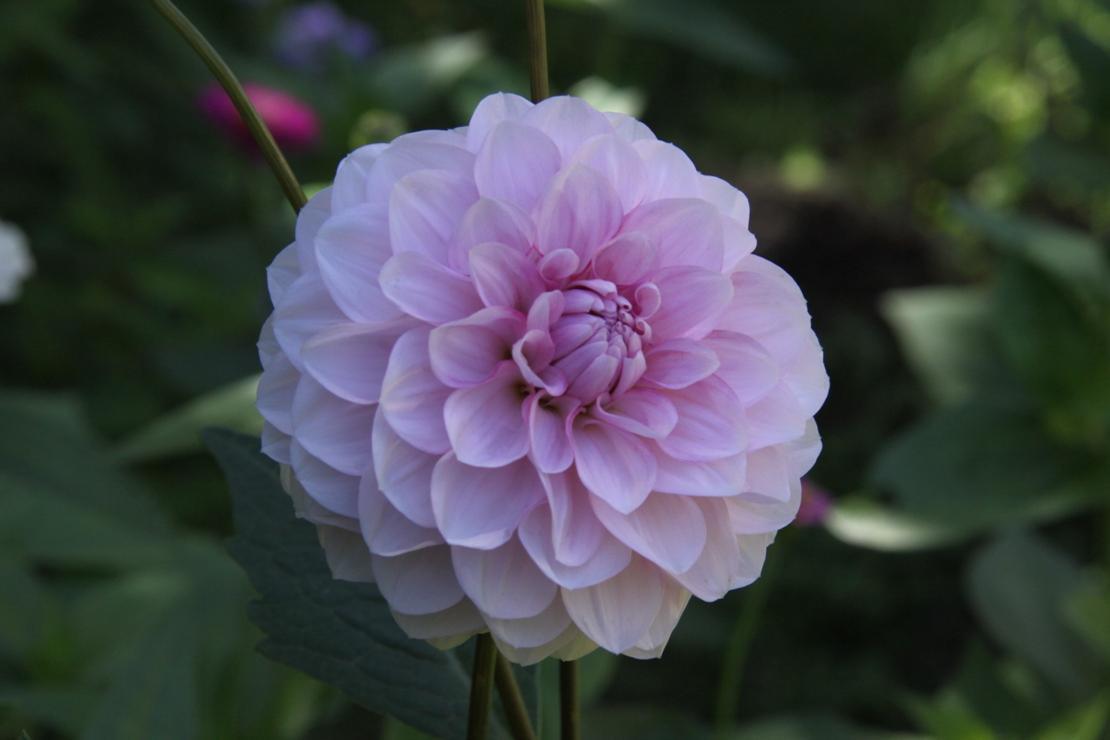 高評価 ダリアの球根 ユニークなギフト 魅惑的な花 香りのよい庭の装飾の花 3 塊茎 B Www Larrypolatsch Com