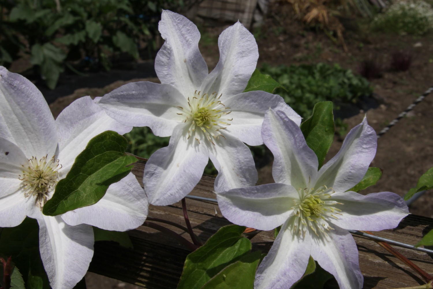 庭の花🌸 紫の花が咲きました💜 クレマチス これが最初に咲き